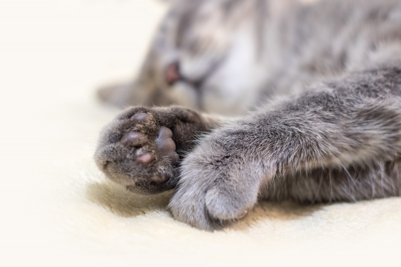 フランスの老舗ブランドプジョーの足まわりは猫足 そう表現される理由とは 輸入車 外車の中古車探しなら ユニバース
